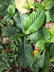 Pseudelephantopus spicatus