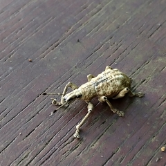 Dermatoxenus caesicollis