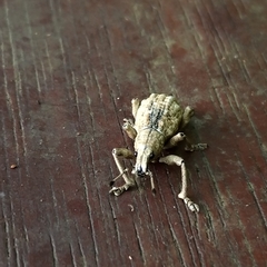 Dermatoxenus caesicollis