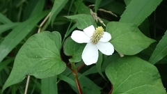 Houttuynia cordata