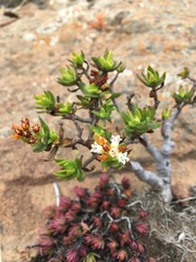 Crassula sarcocaulis