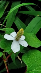 Houttuynia cordata