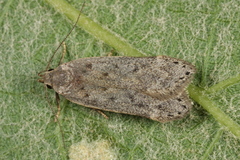 Anacampsis populella