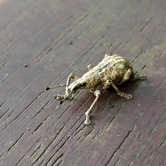 Dermatoxenus caesicollis