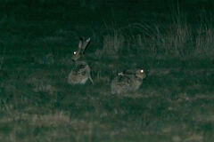 Lepus callotis