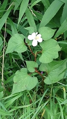Houttuynia cordata