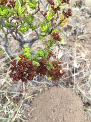 Crassula sarcocaulis
