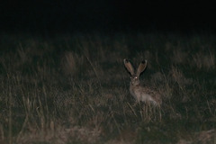 Lepus callotis
