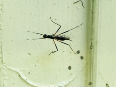 Calobatina