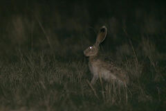 Lepus callotis