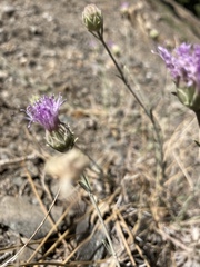 Monardella australis