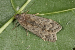 Anacampsis populella