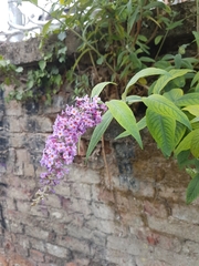 Buddleja davidii