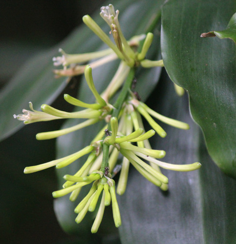 Dracaena umbratica