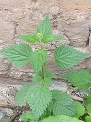 Urtica dioica
