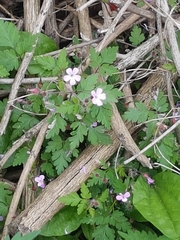 Geranium robertianum