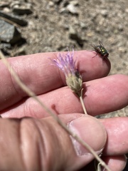 Monardella australis