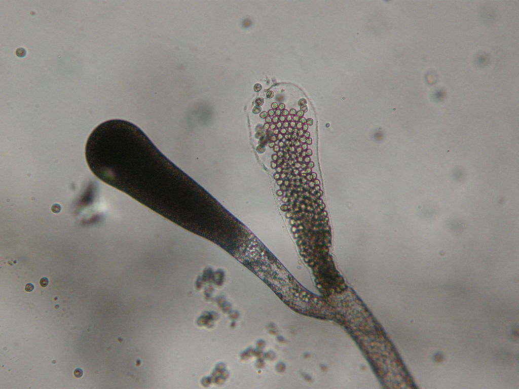 Saprolegniomycetes