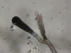 Thraustotheca clavata