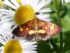 Pyrausta falcatalis