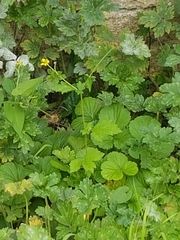 Geum urbanum