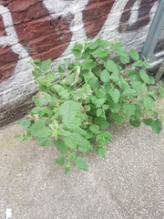 Urtica dioica