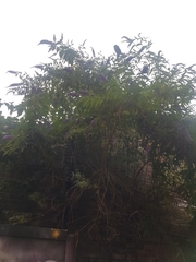 Buddleja davidii