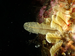 Gymnangium montagui