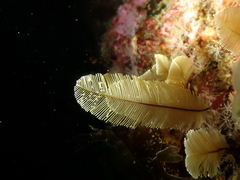 Gymnangium montagui