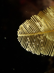 Gymnangium montagui