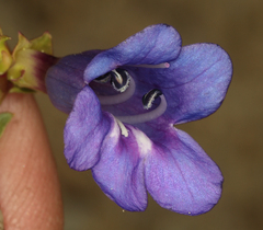 Penstemon parvulus