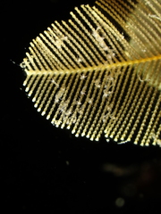 Gymnangium montagui