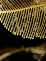 Gymnangium montagui