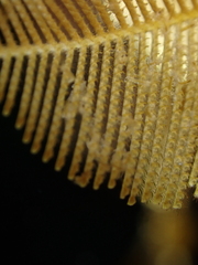 Gymnangium montagui