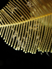 Gymnangium montagui