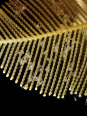 Gymnangium montagui