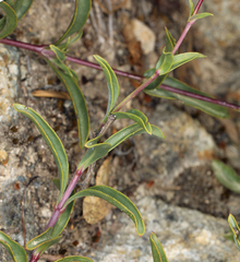 Penstemon parvulus