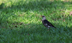 Acridotheres leucocephalus