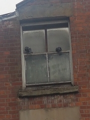 Columba livia domestica