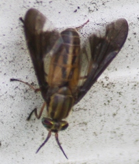 Chrysops moechus