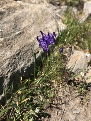 Phyteuma hemisphaericum