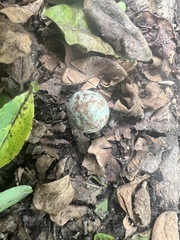 Antrostomus carolinensis