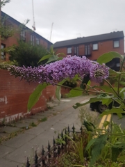 Buddleja davidii