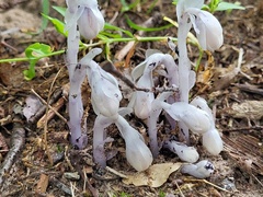 Monotropa