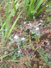 Geranium robertianum