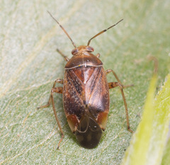 Agnocoris rubicundus