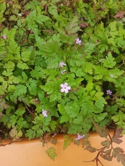 Geranium robertianum