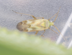 Megalocoleus molliculus