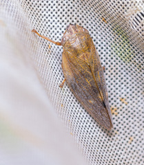 Omalophora pectoralis