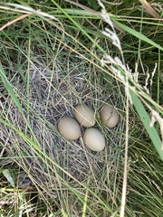 Botaurus lentiginosus